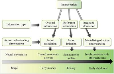Action Understanding Promoted by Interoception in Children: A Developmental Model